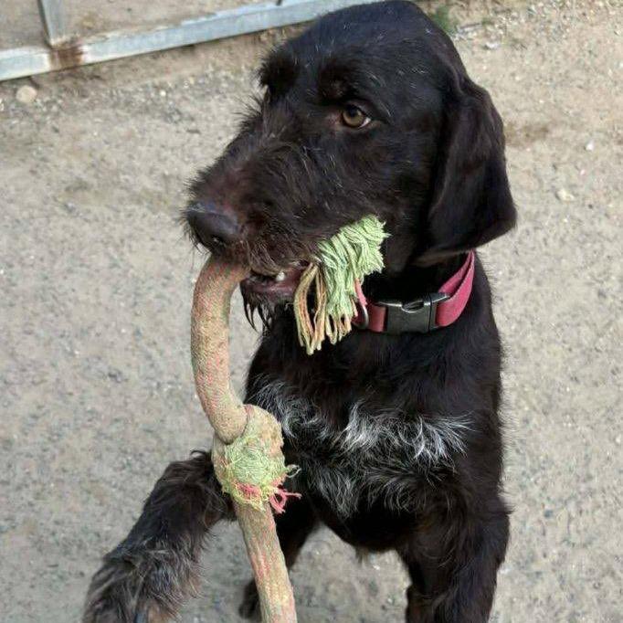 Lizzie (Hopewell, Virginia)
