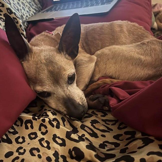 Chico