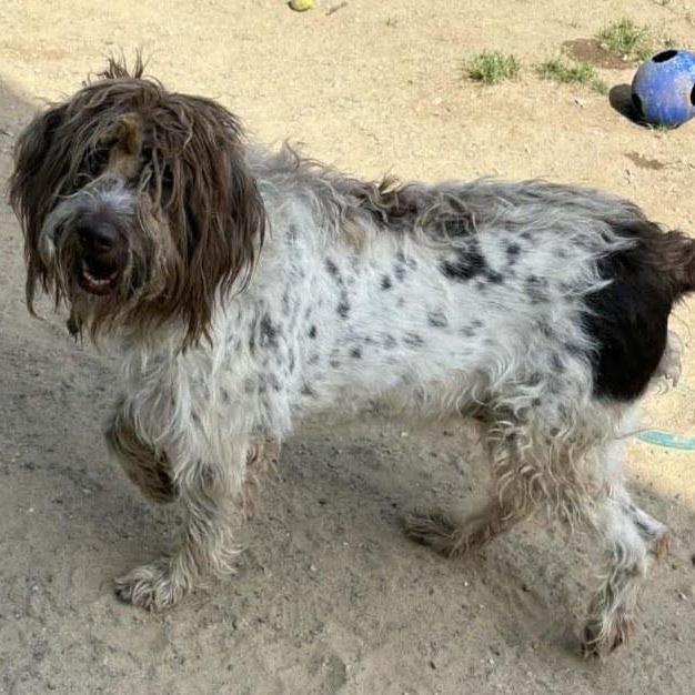 Betsy (Hummelstown, Pennsylvania)