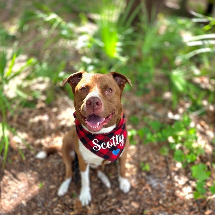 Scotty