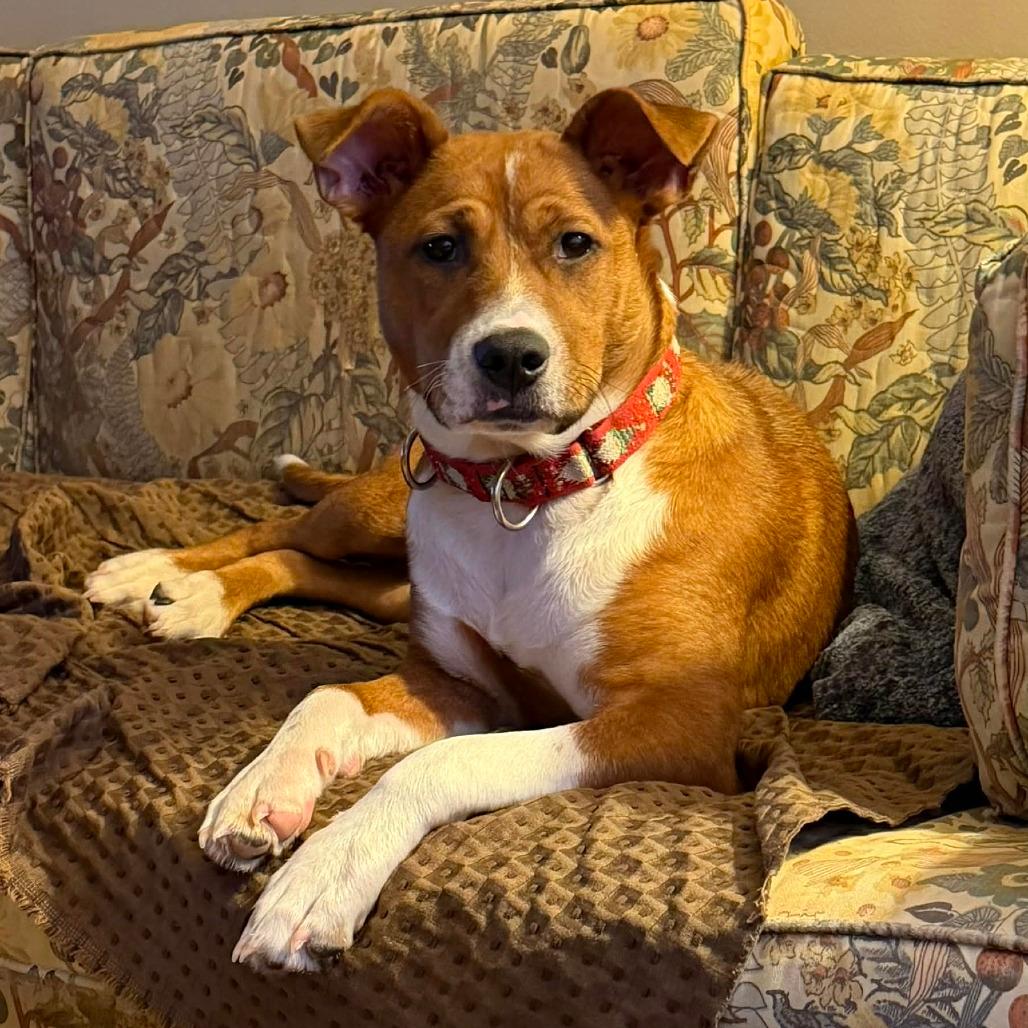 Darla