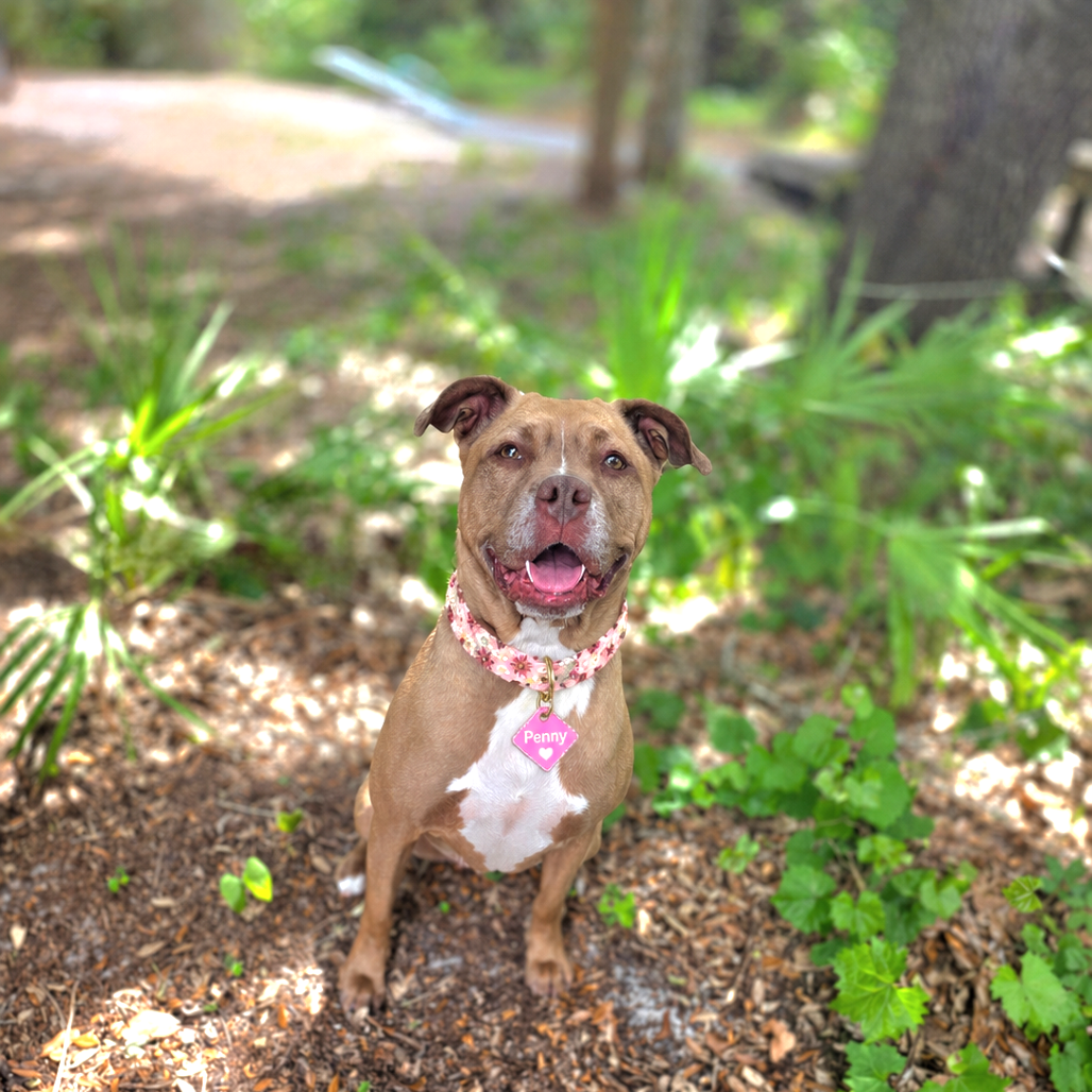 Penny
