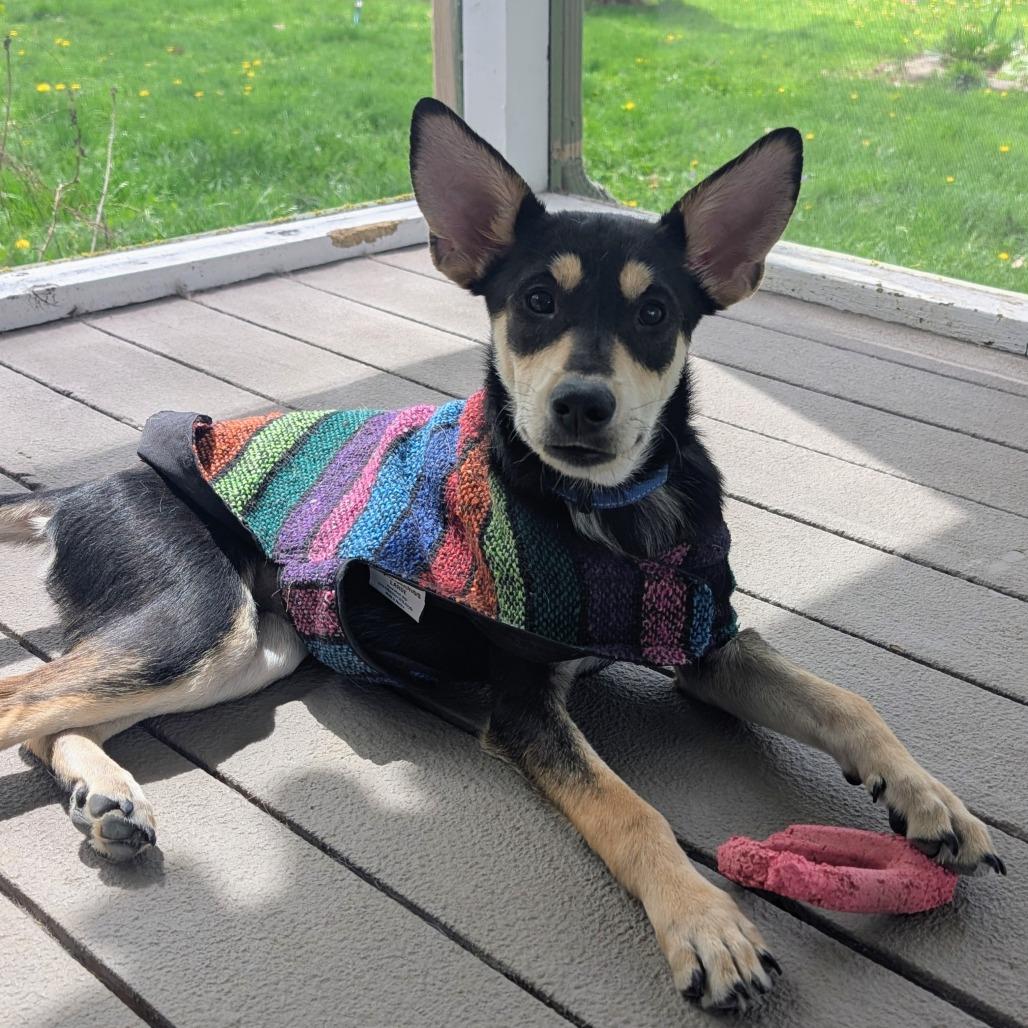 Princess *Diabetic Puppy*