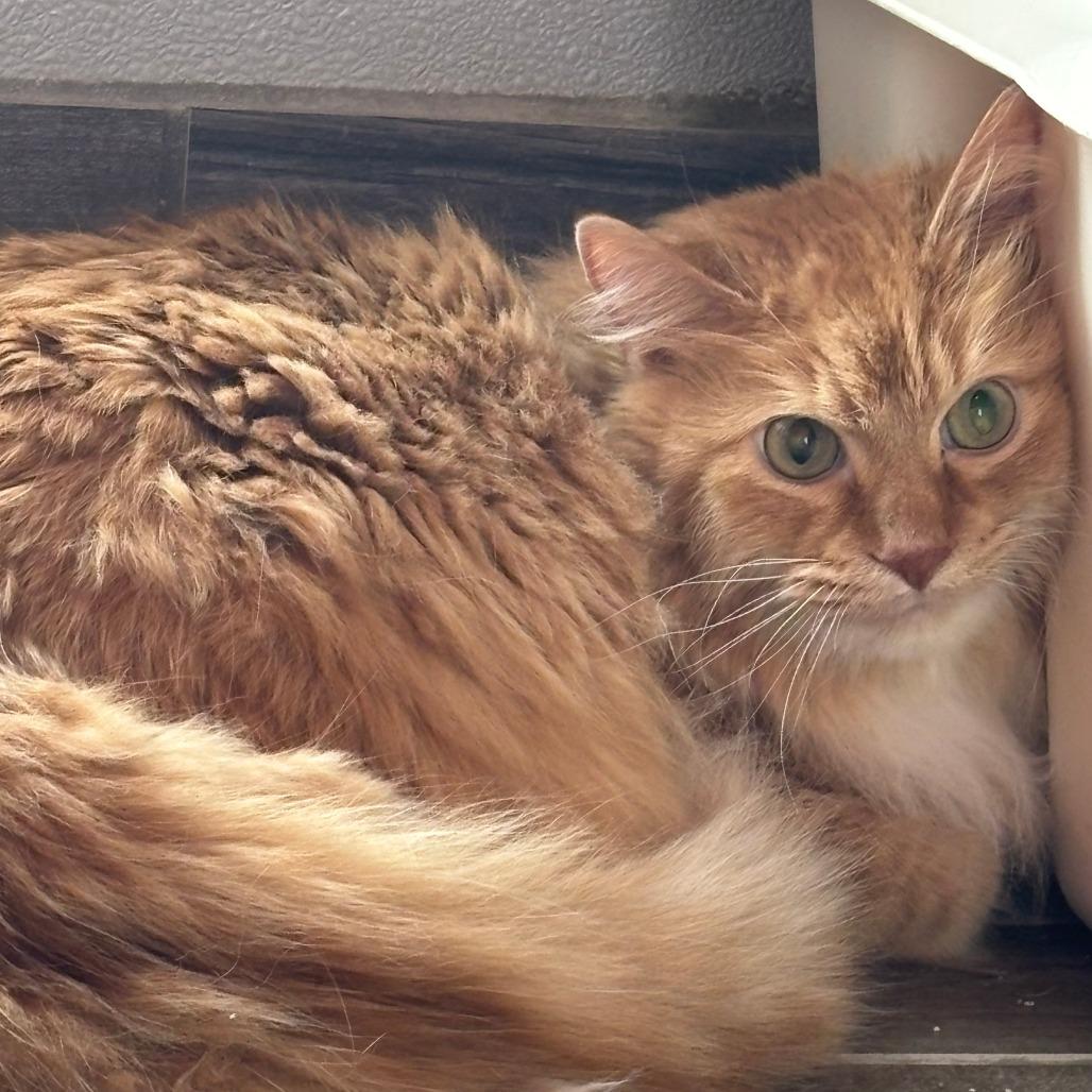 Simba