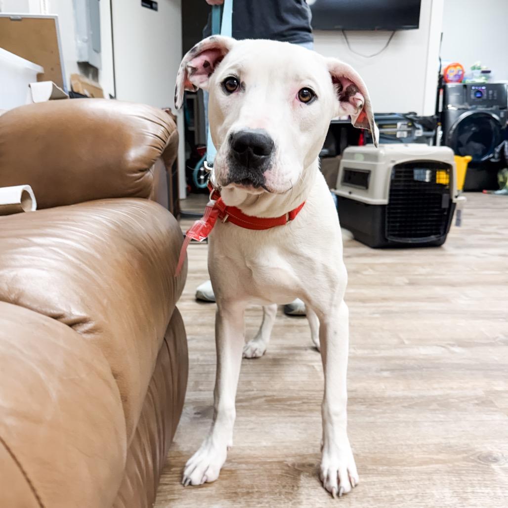 487 (2026) Oogie Boogie 