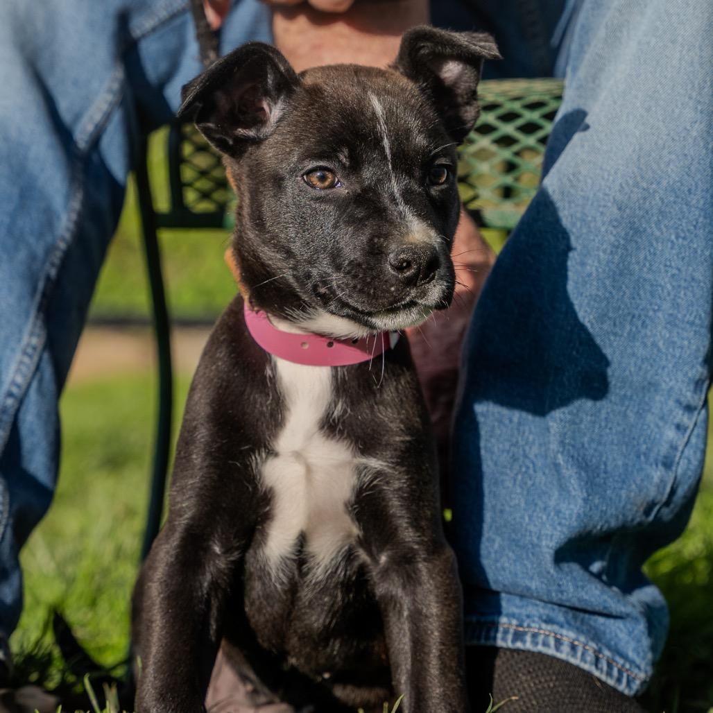 Willow