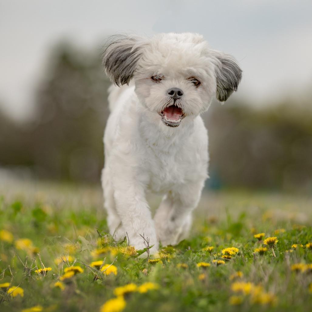 Gertie