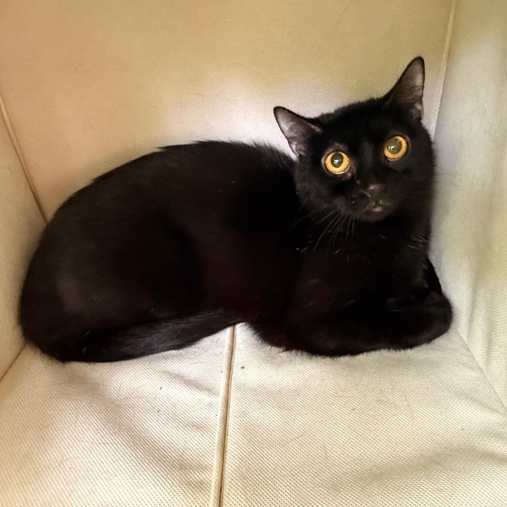 Merita