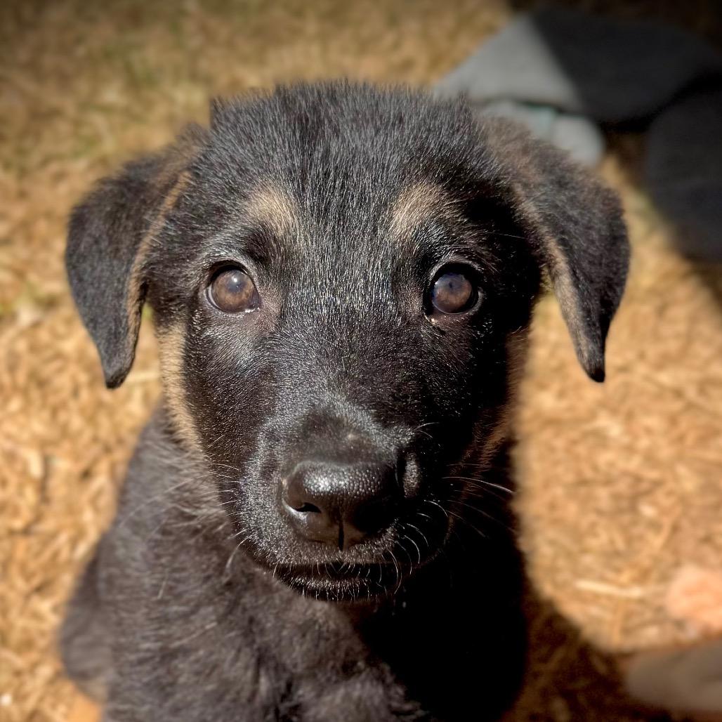 Wilbur