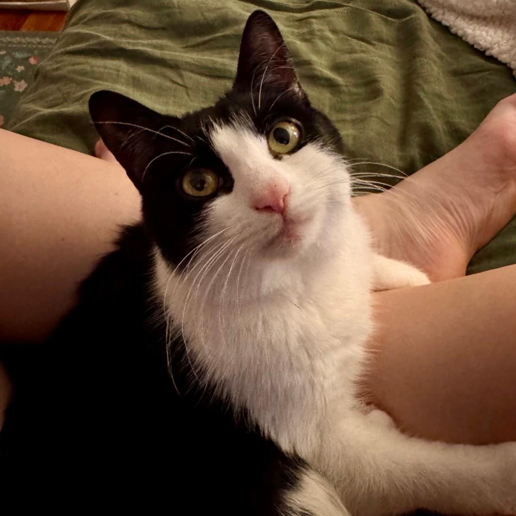 Pippin