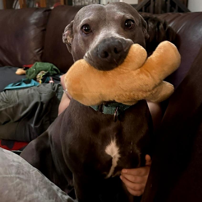 Eclair