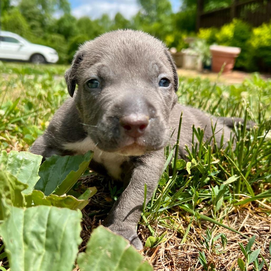 Remi