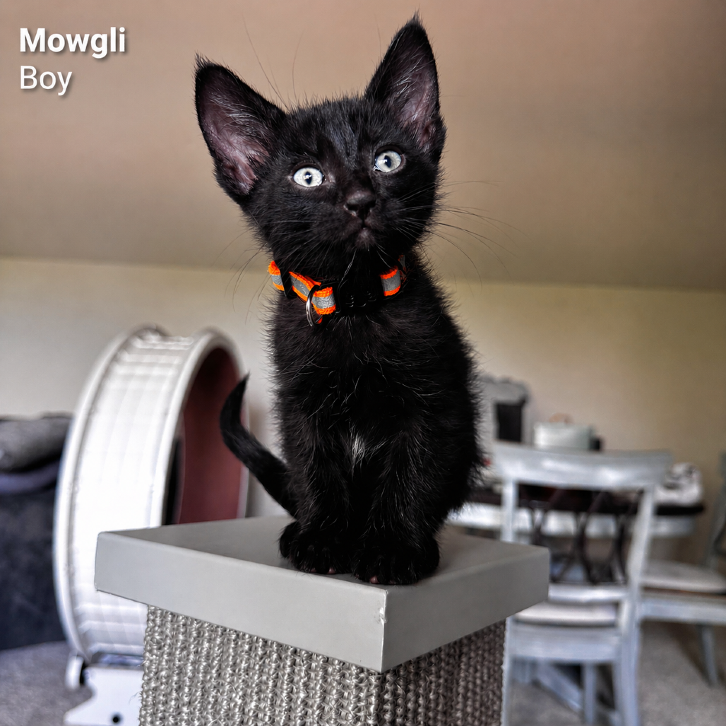 Mowgli