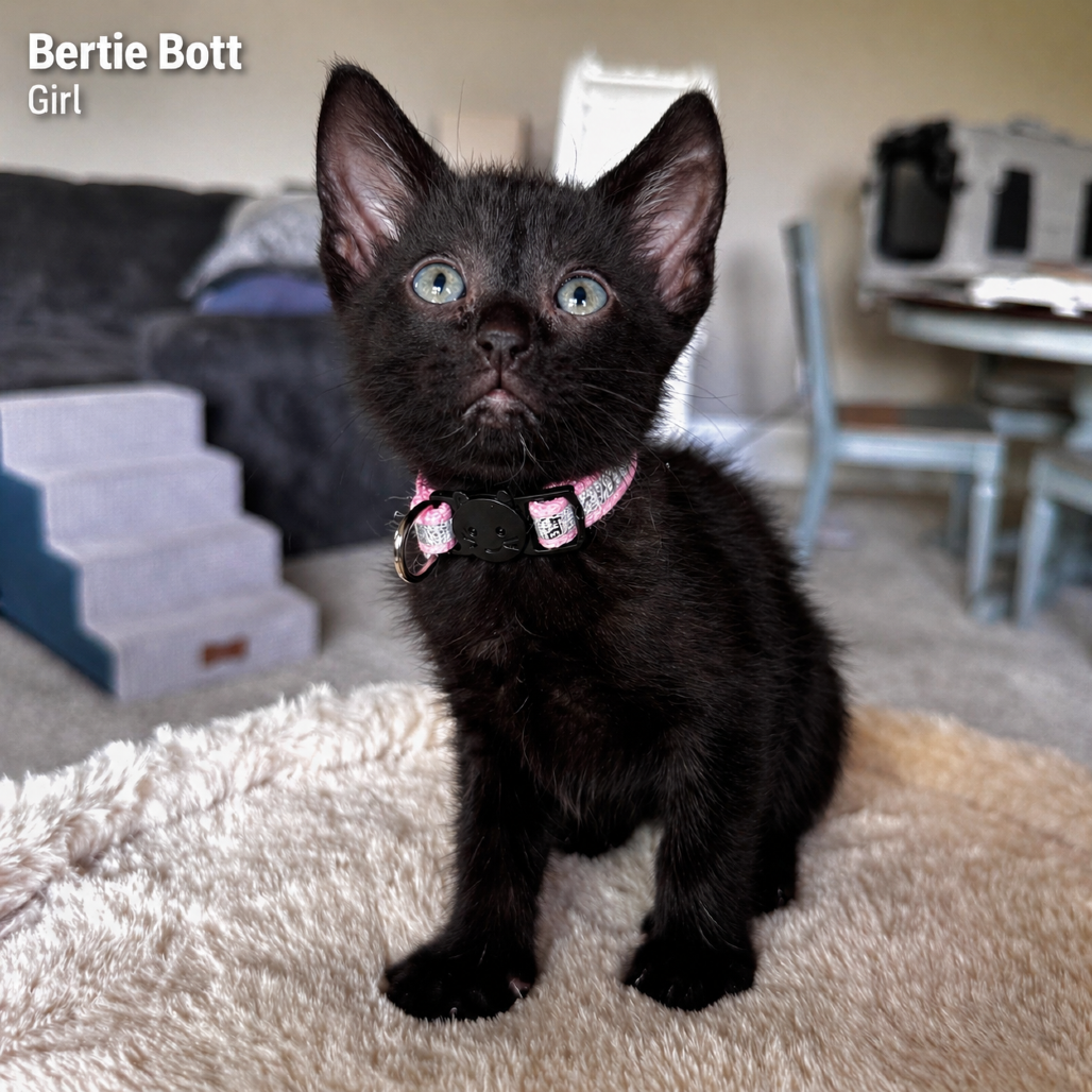 Bertie