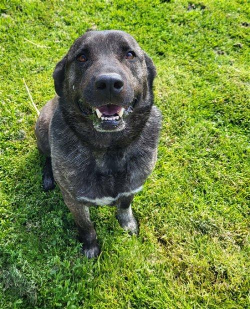 Adoptable Dogs & Puppies in Syracuse, NY