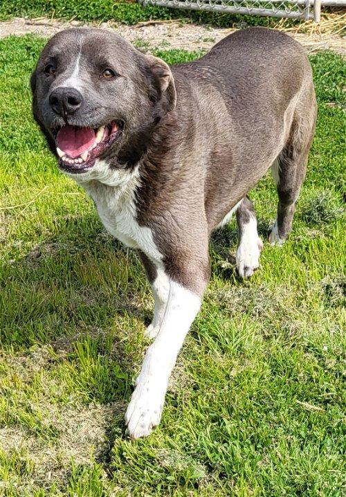 Adoptable Dogs & Puppies in Syracuse, NY