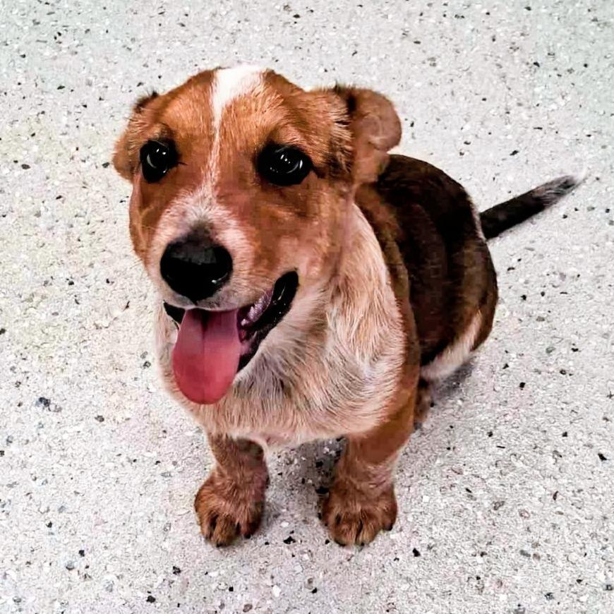 (Vet ?) Rusty