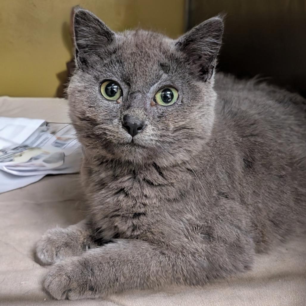 (Vet 5/5) Sir Smudge