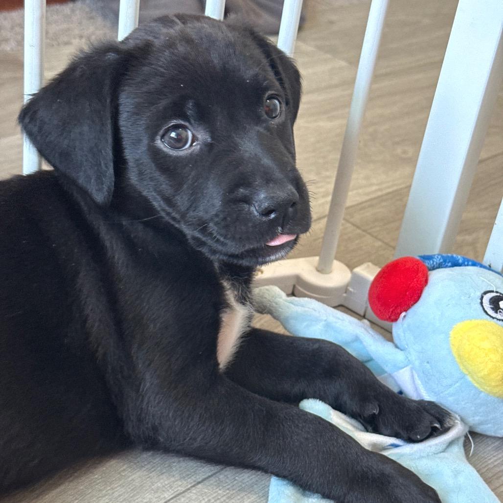 Erickson Margaret Pup