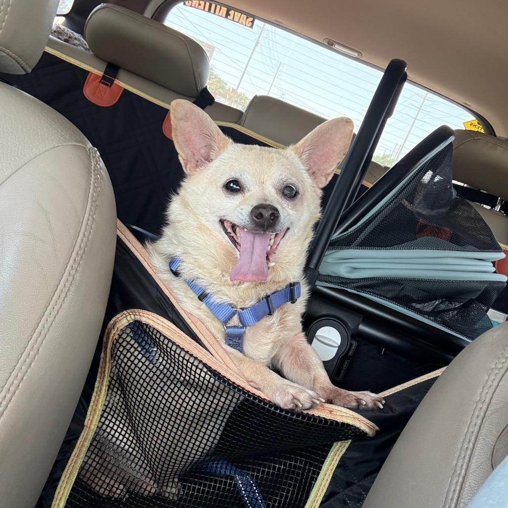Biscuit
