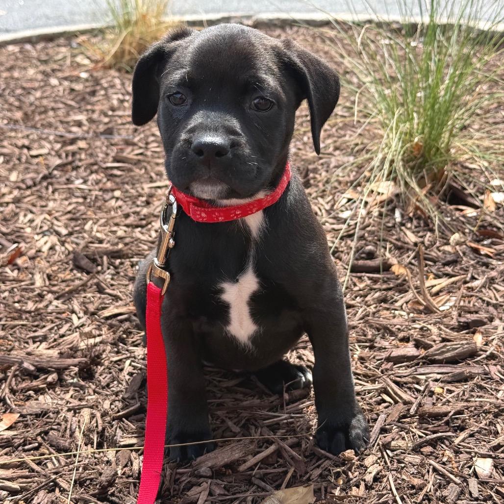 Adler Margaret Pup