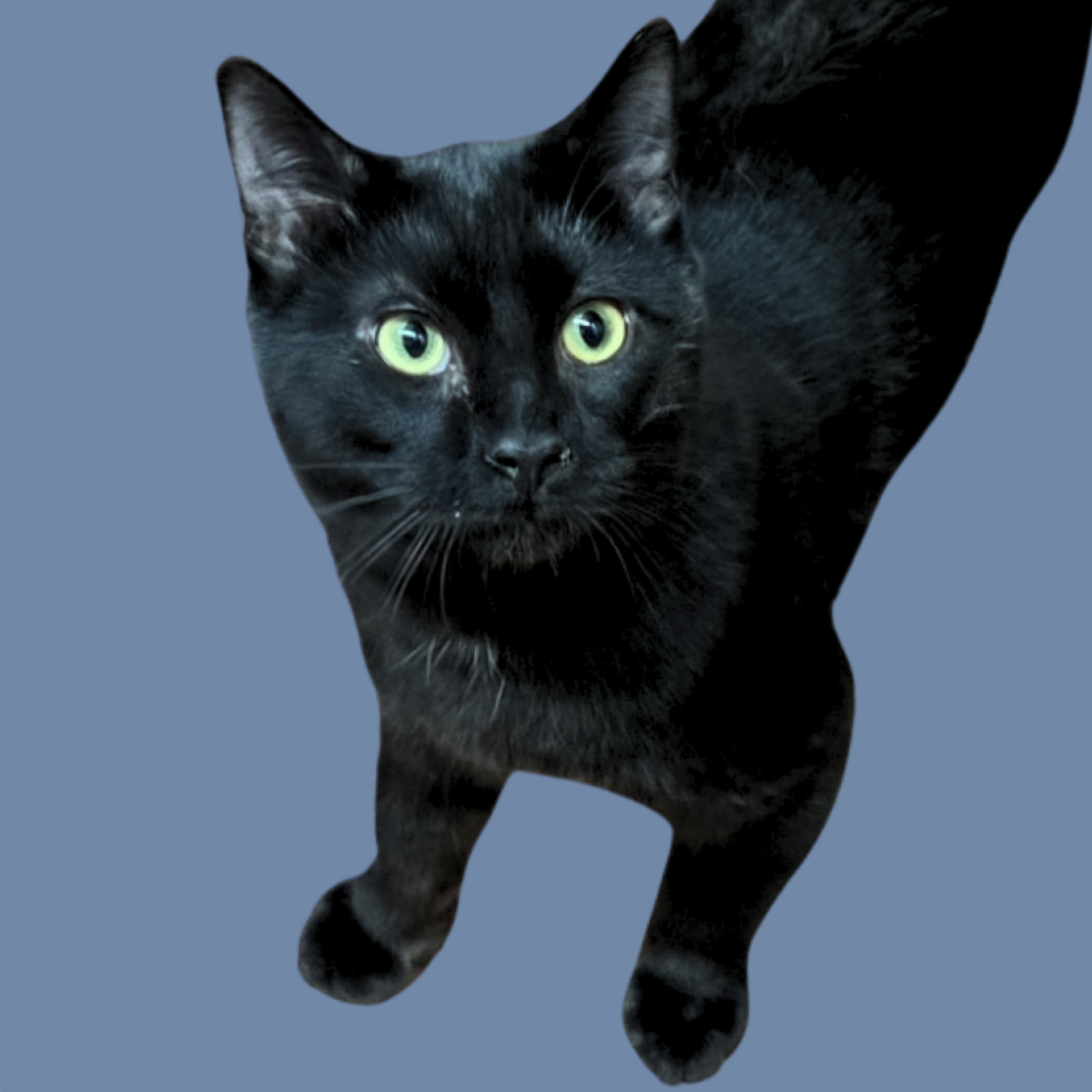 Shemp