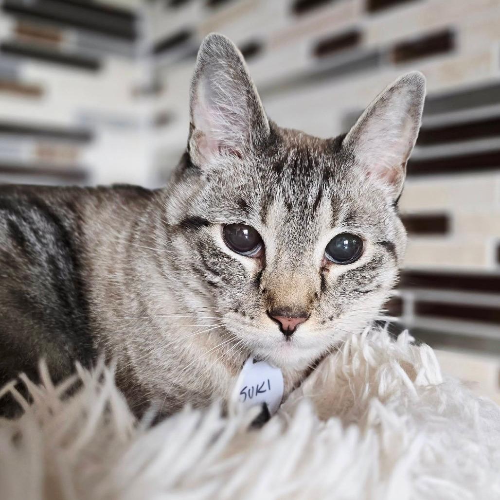 Suki