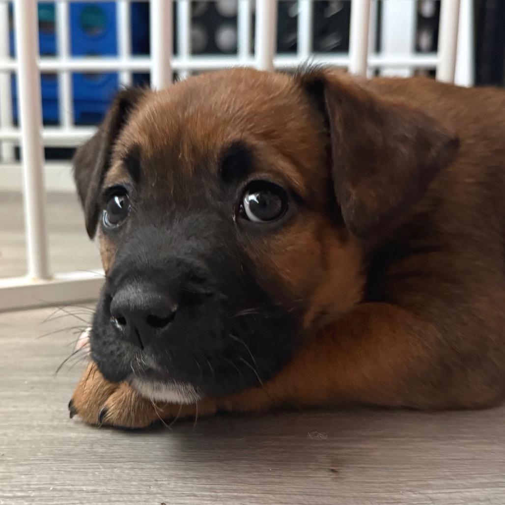 Beck Margaret Pup
