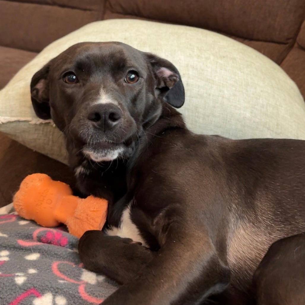 Penny (In Foster)