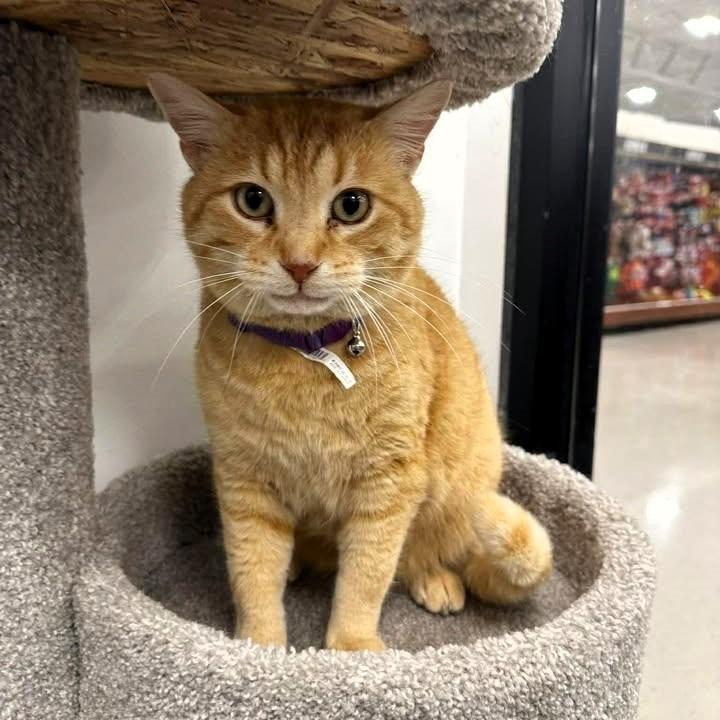 Vinnie