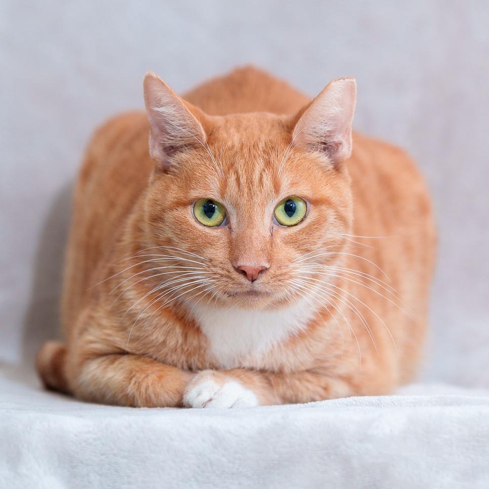Rosie