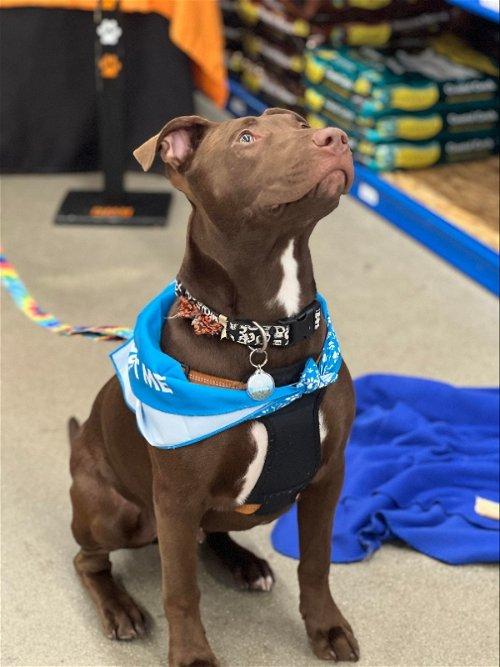 Adoptable Dogs & Puppies in Kalamazoo, MI