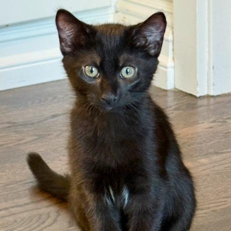 Koda