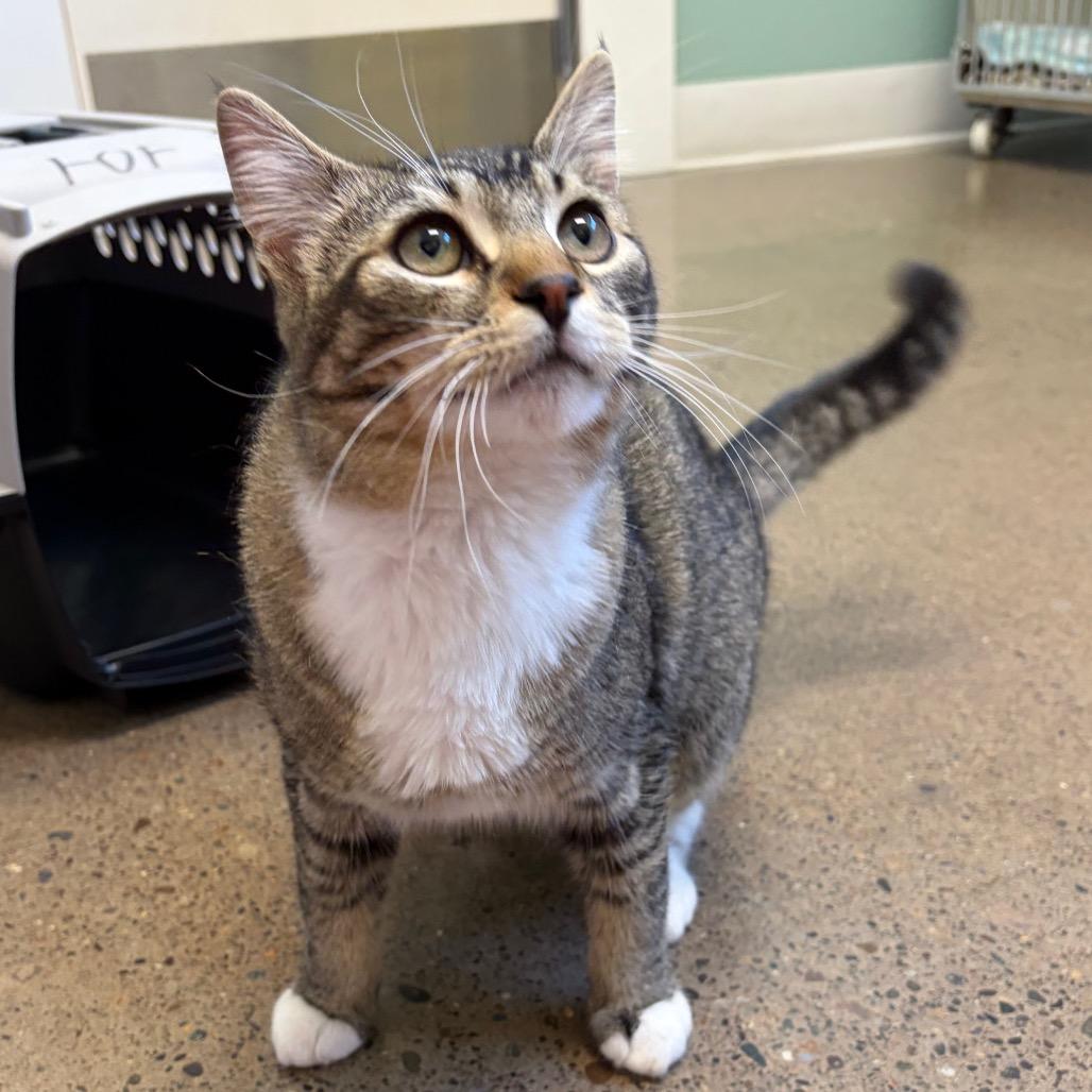 Stray 4/29/26 A64675