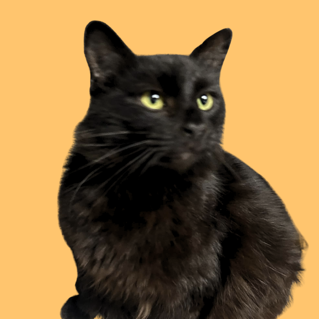 Jett