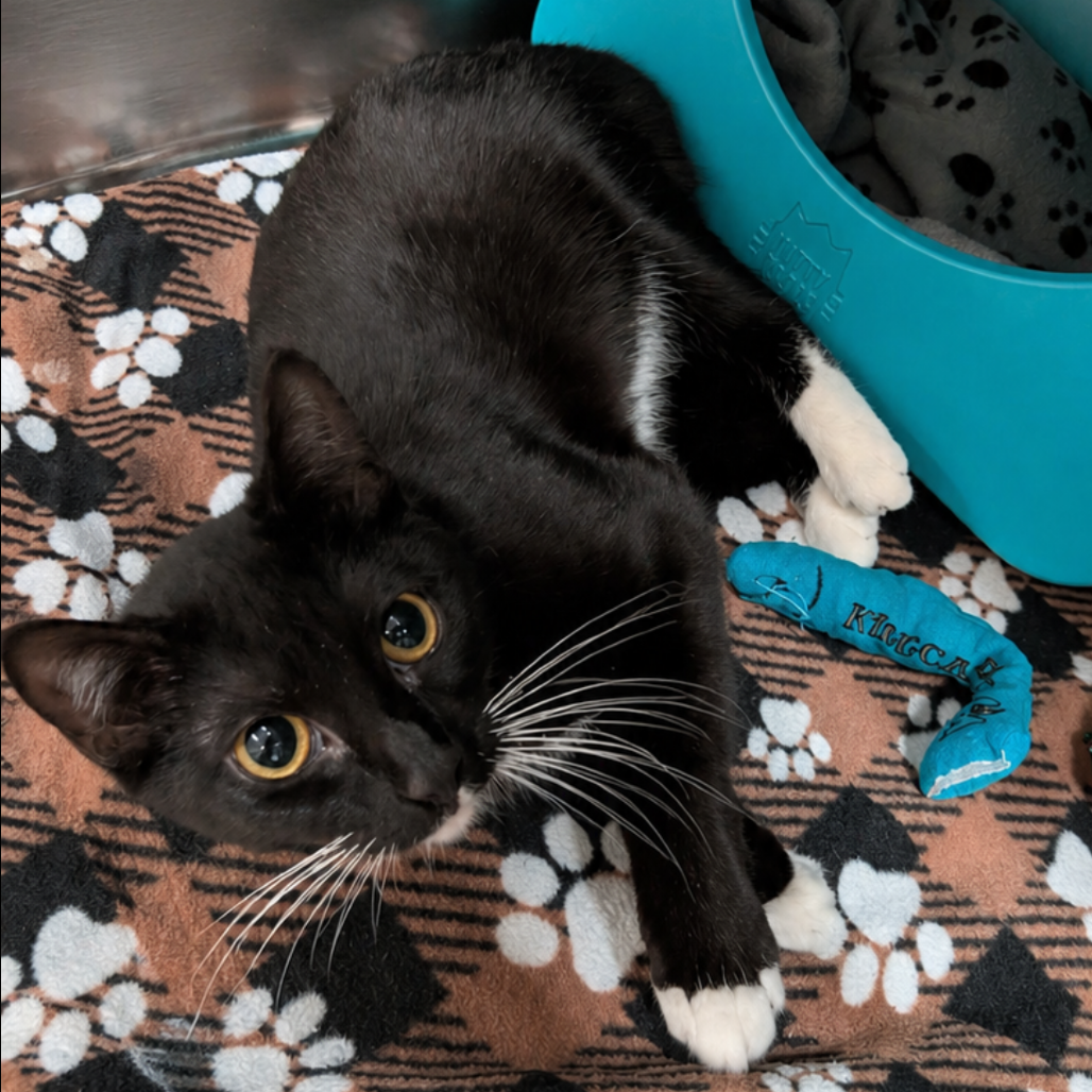 Marcy
