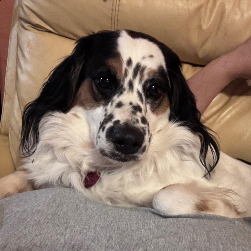Cooper