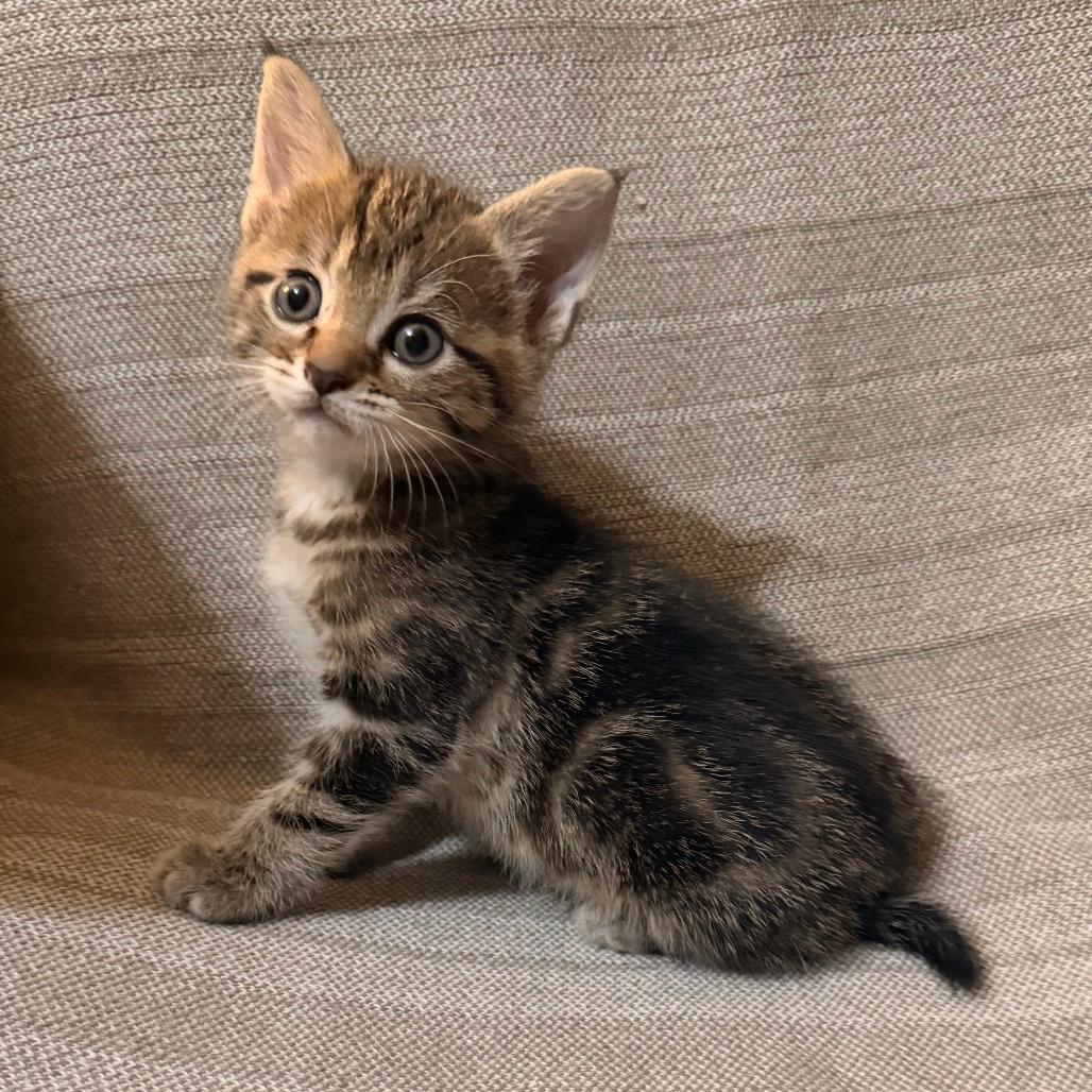 Lyra