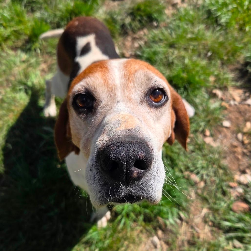 Darla