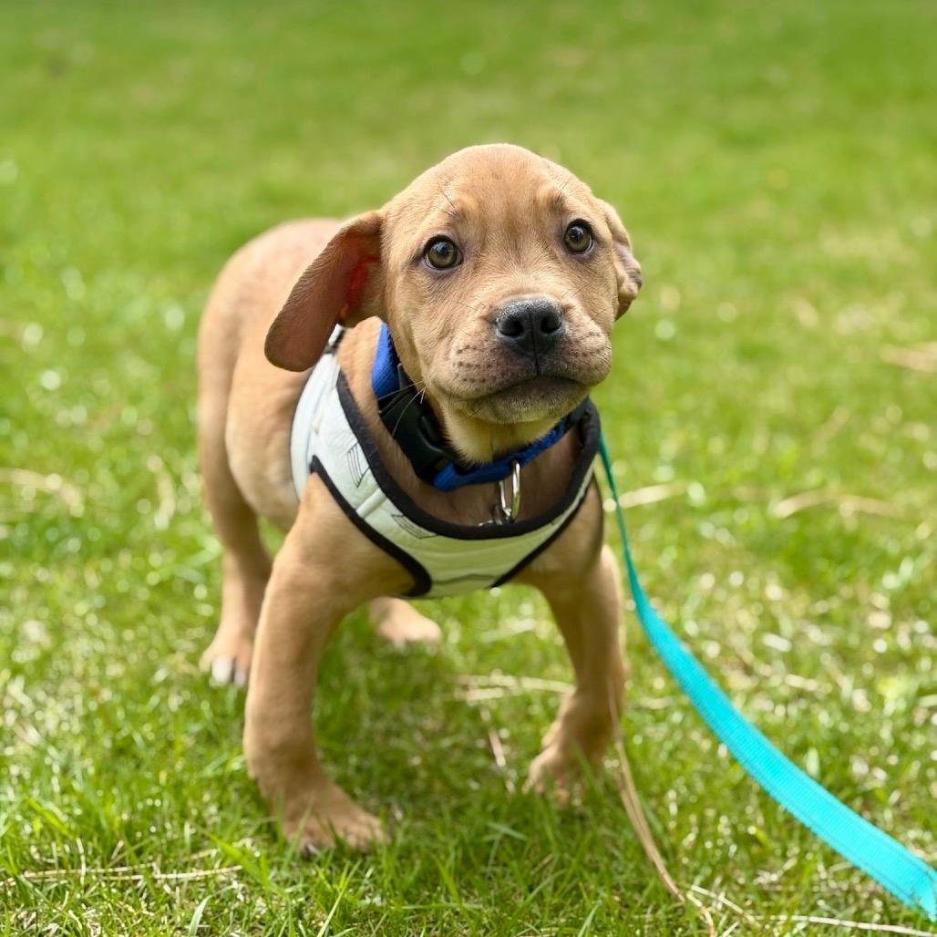 Scrappy Doo
