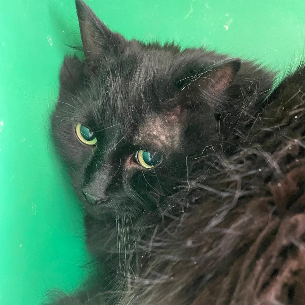 Sammy(bonded to Tabby)