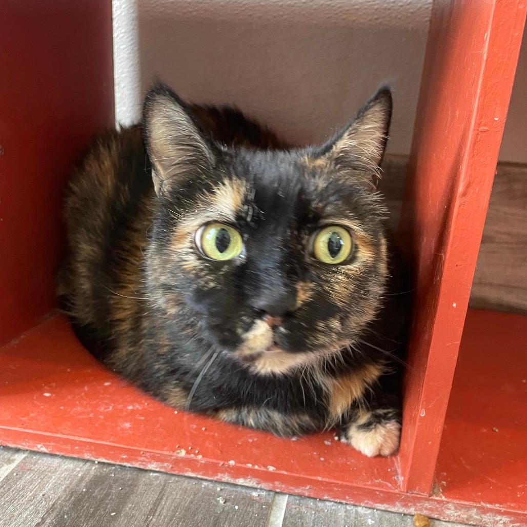 Tabby(bonded to Sammy)