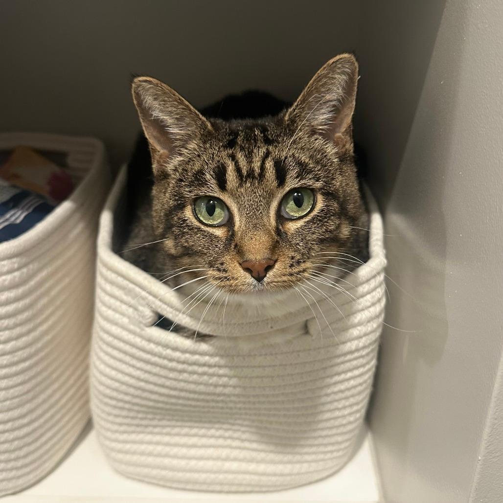 Cleopatra