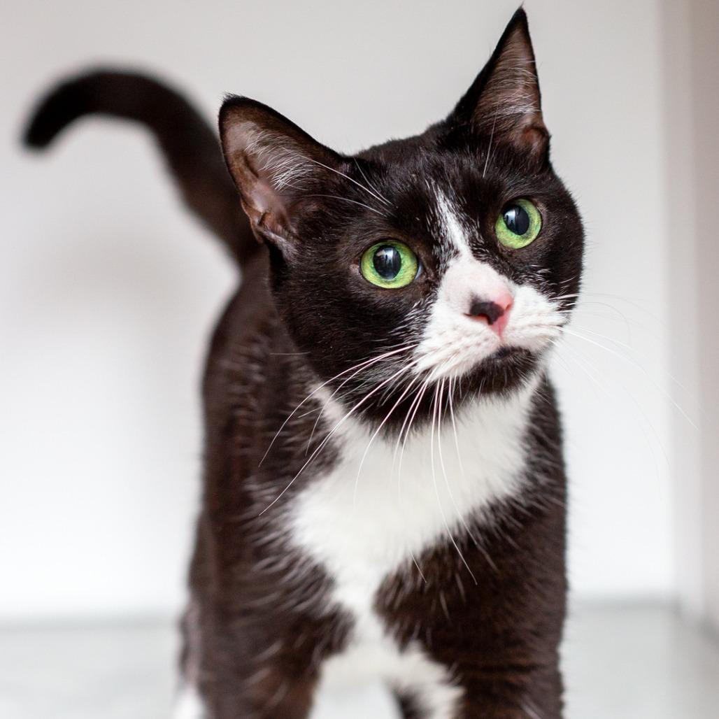 Mittens
