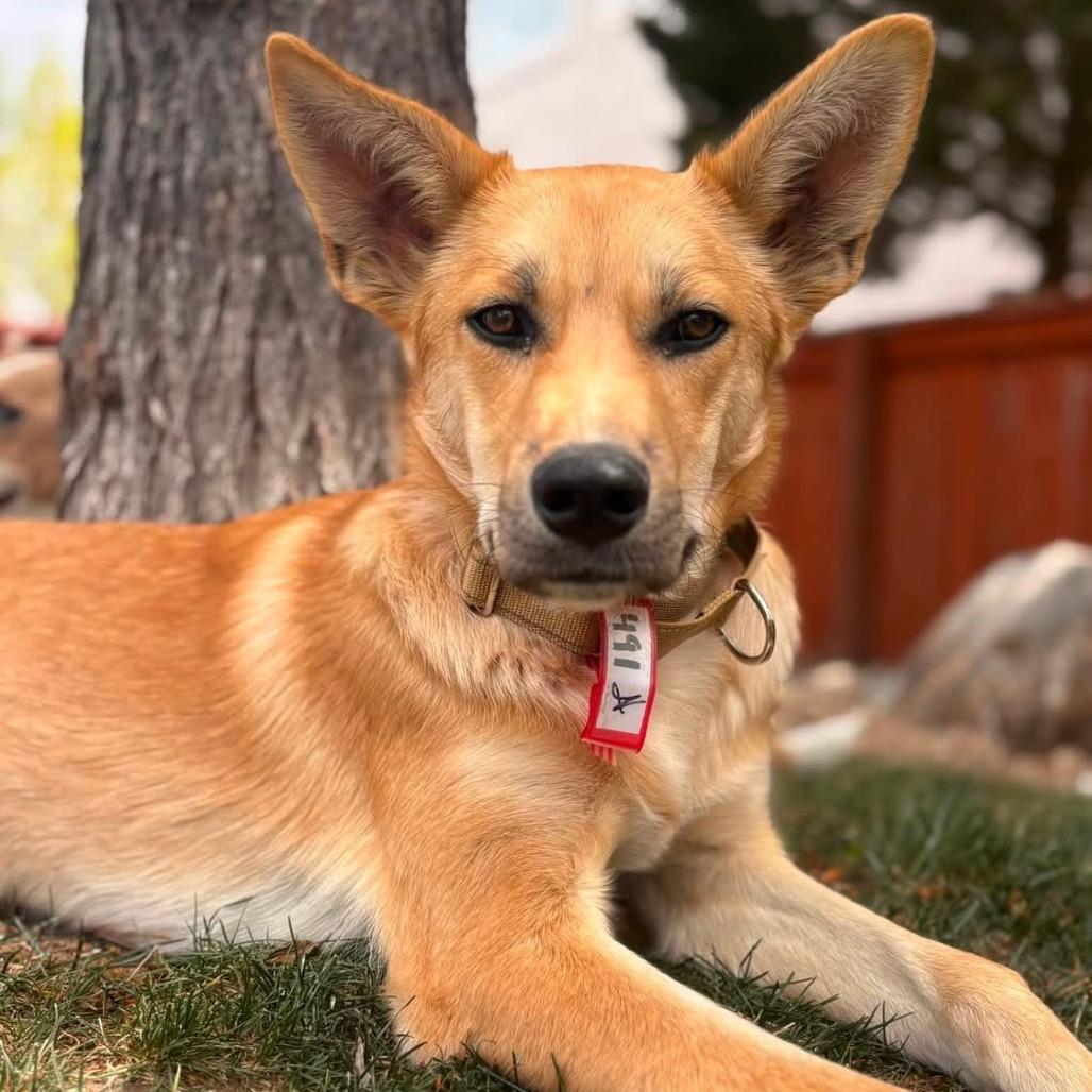 491 (2026) Dingo