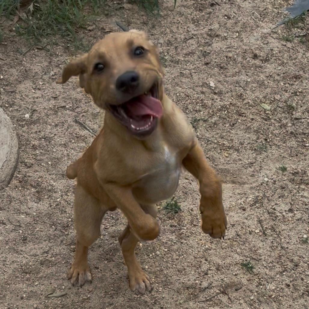 Winston