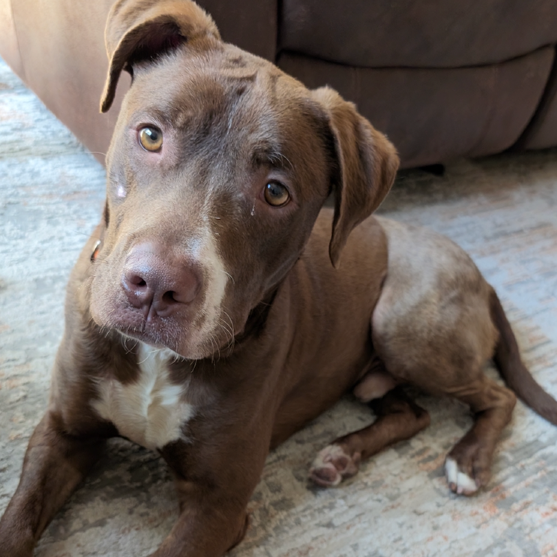 510 (2026) Benny