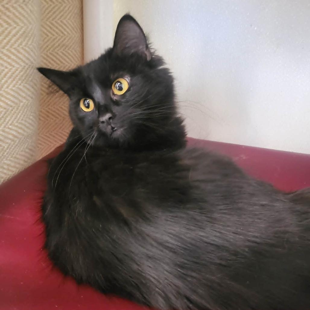 Luna (Sponsored adoption fee)