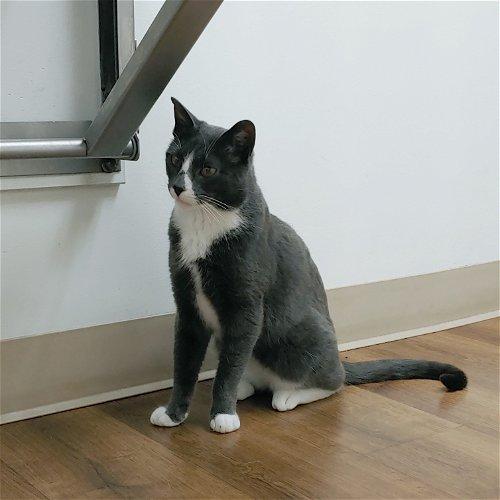 Adoptable Cats & Kittens in Rochester, NY