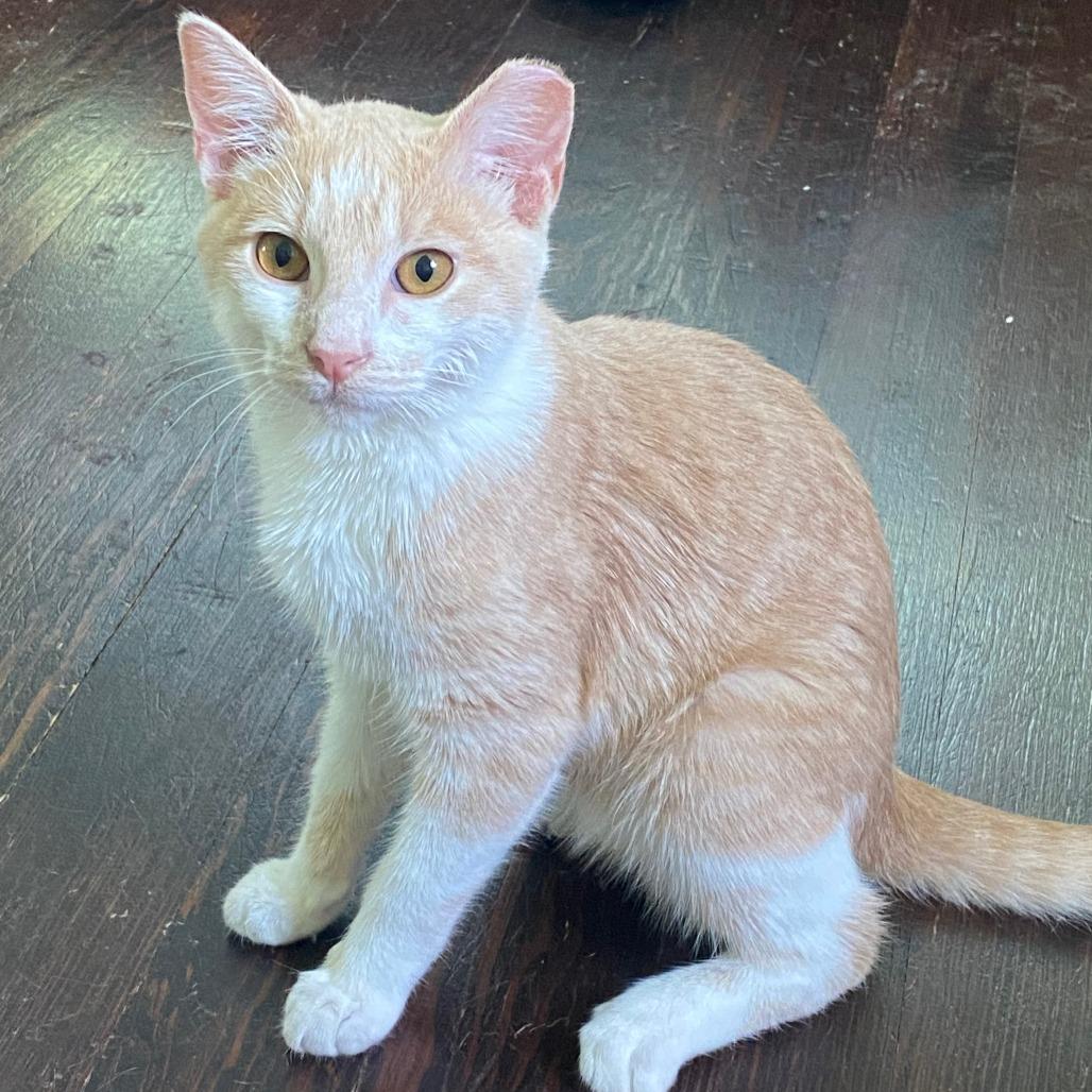 Creamsicle